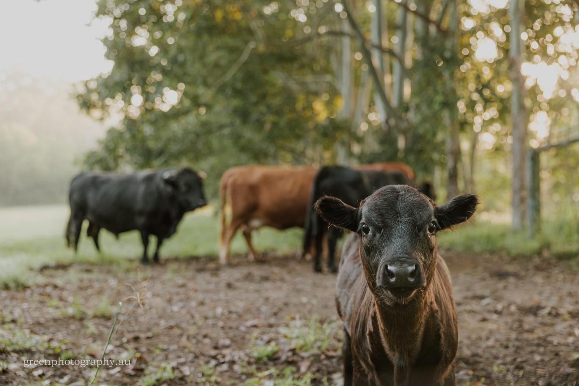 Blackwattle Farm Beerwah Esterno foto