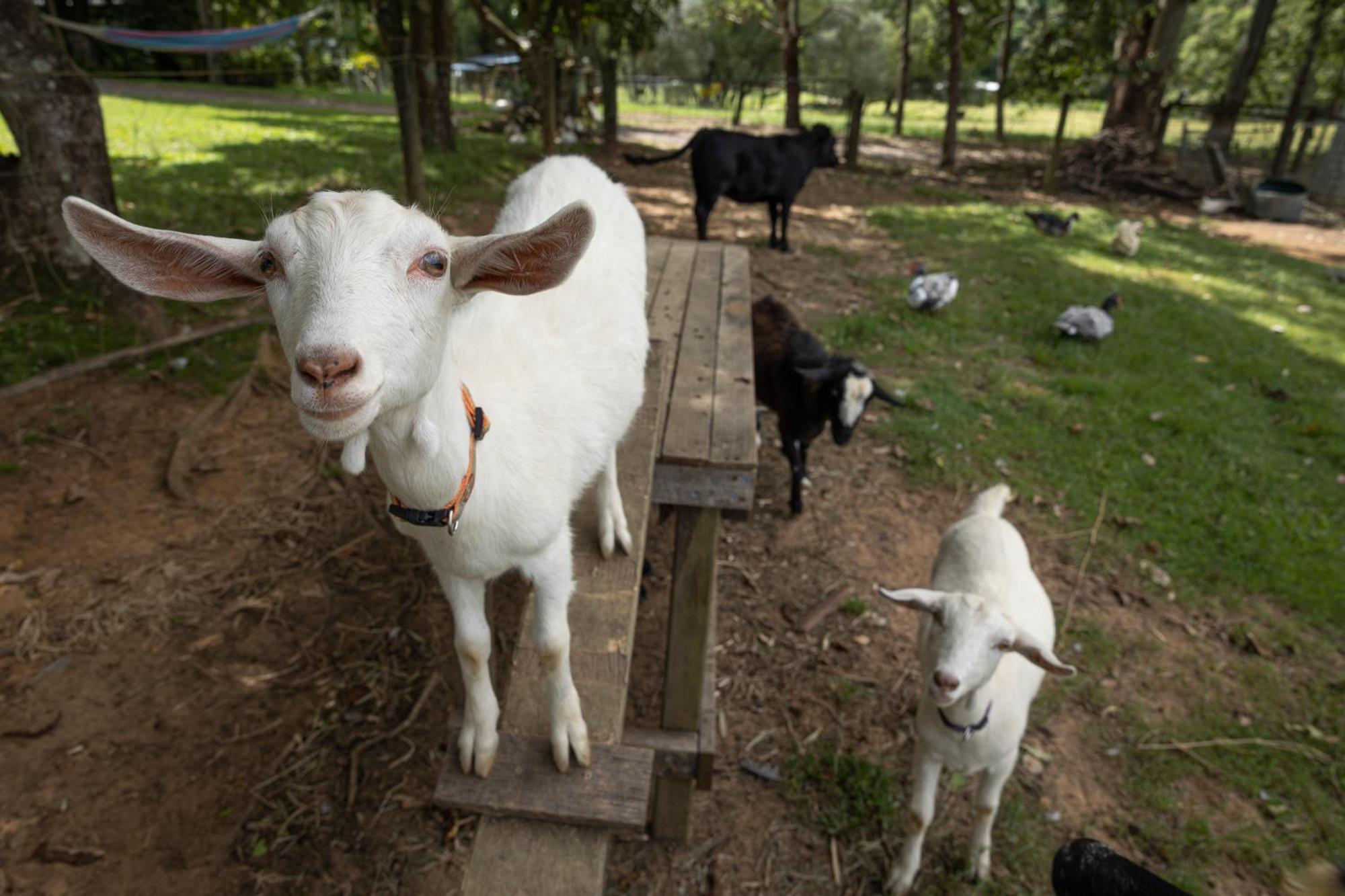 Blackwattle Farm Beerwah Esterno foto