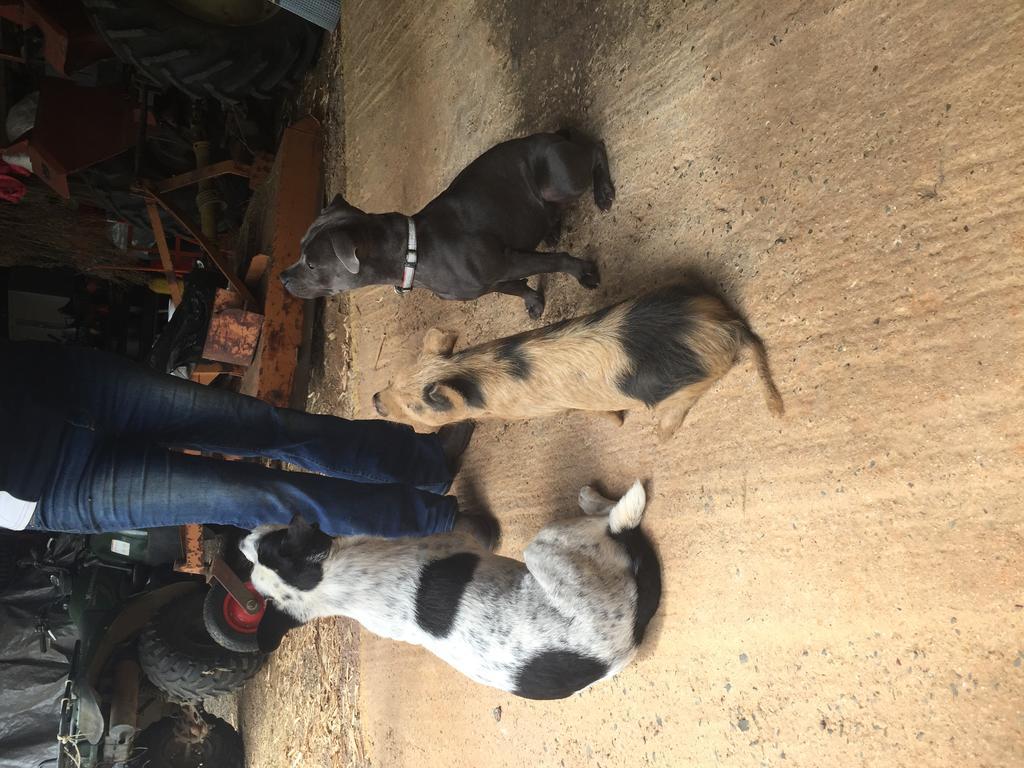 Blackwattle Farm Beerwah Esterno foto