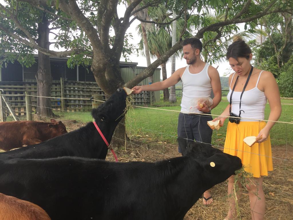 Blackwattle Farm Beerwah Esterno foto