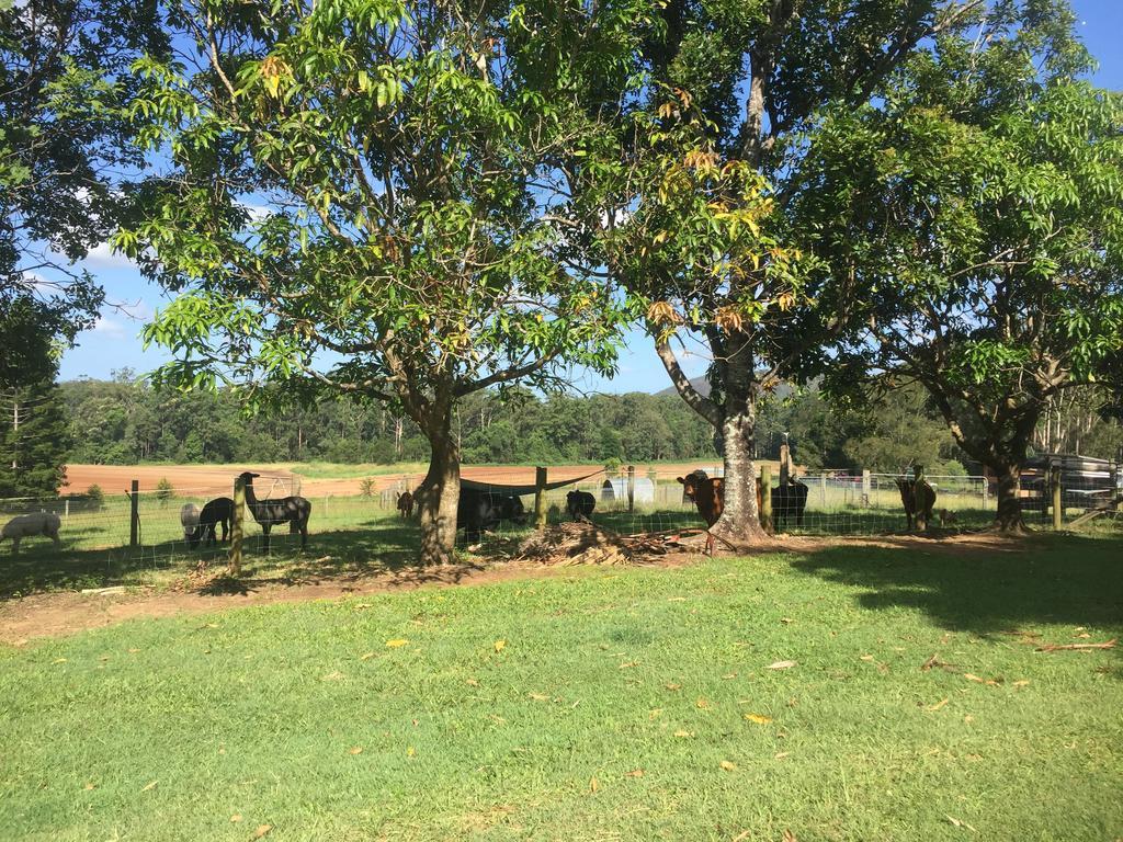 Blackwattle Farm Beerwah Esterno foto